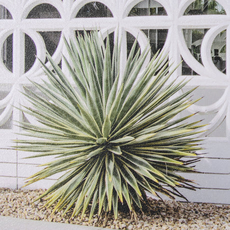 Palm Springs Villa Puerta Naranja Irene Suchocki Hand Embellished Framed Photo Art Print Matted unde from Mercana - Luna Furniture