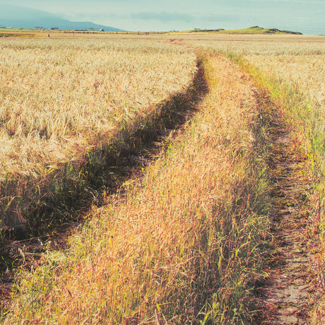 Between The Fields by Matt Roseveare a Hand Embellished Textured Framed Photo Art Print Matted under from Mercana - Luna Furniture