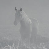 Quiet Morning by Matt Roseveare a Framed Photo Art Print Matted under Glass from Mercana - Luna Furniture