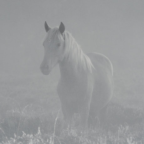Quiet Morning by Matt Roseveare a Framed Photo Art Print Matted under Glass from Mercana - Luna Furniture