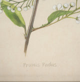 Botanical Study-Prunus Padus by Mercana Studio a Hand Embelished Textured Framed Art Print from Mercana - Luna Furniture