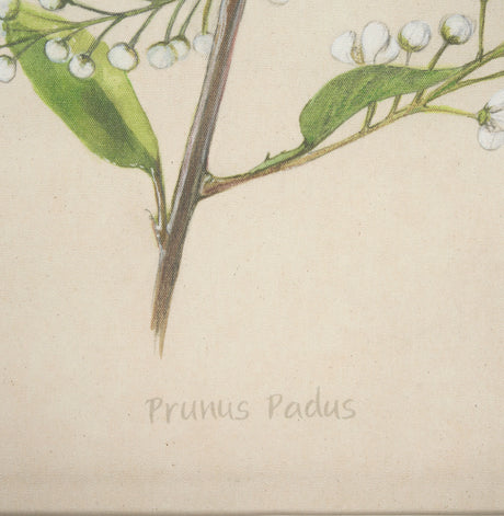 Botanical Study-Prunus Padus by Mercana Studio a Hand Embelished Textured Framed Art Print from Mercana - Luna Furniture