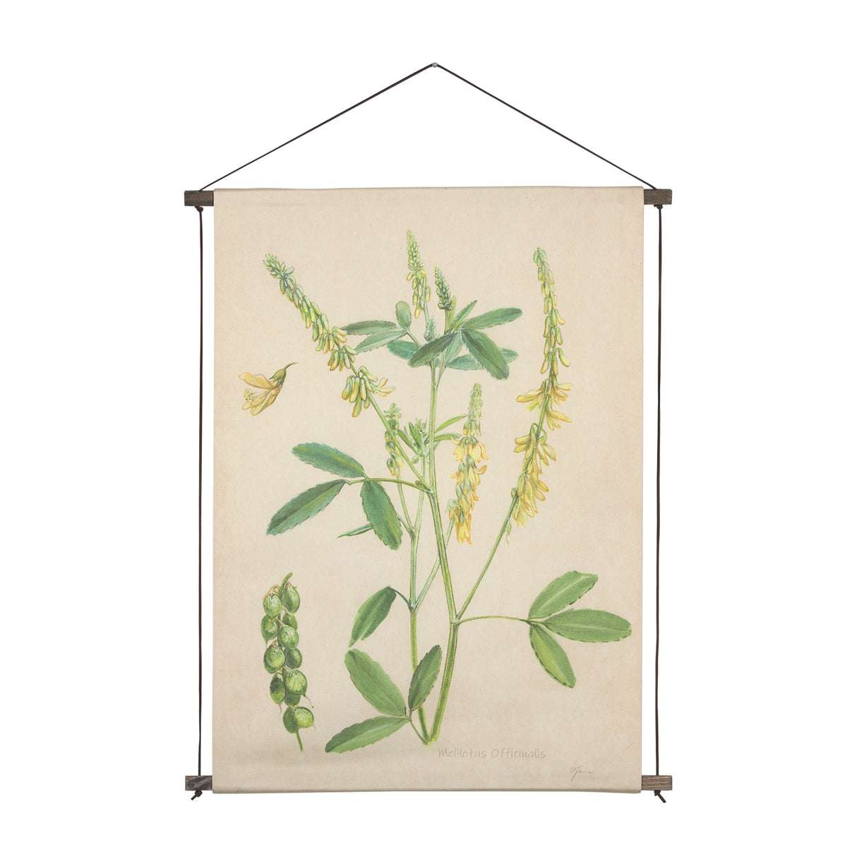 Botanical Study-Melilotus Officinalis by Mercana Studio a Hand Embelished Textured Framed Art Print from Mercana - Luna Furniture
