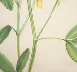 Botanical Study-Melilotus Officinalis by Mercana Studio a Hand Embelished Textured Framed Art Print from Mercana - Luna Furniture