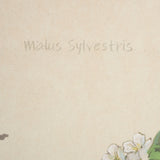 Botanical Study-Malus Sylvestris by Mercana Studio a Hand Embelished Textured Framed Art Print from Mercana - Luna Furniture