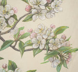 Botanical Study-Malus Sylvestris by Mercana Studio a Hand Embelished Textured Framed Art Print from Mercana - Luna Furniture