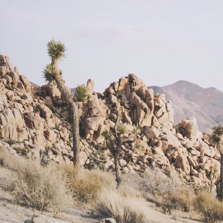 Joshua Tree 3 by THE Studio a Framed Photo Art Print Matted under Glass from Mercana - Luna Furniture