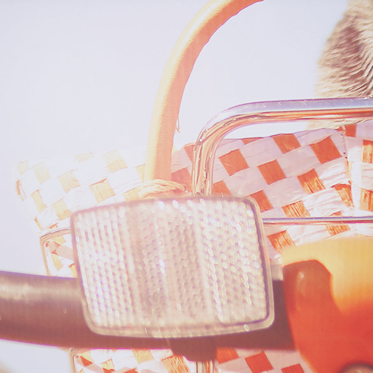 Retro Chihuahua by THE Studio a Framed Photo Art Print Matted under Glass from Mercana - Luna Furniture