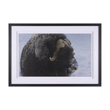 Muskox by Gary Blatter a Hand Embellished Textured Framed Photo Art Print Matted under Glass from Mercana - Luna Furniture
