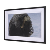 Muskox by Gary Blatter a Hand Embellished Textured Framed Photo Art Print Matted under Glass from Mercana - Luna Furniture