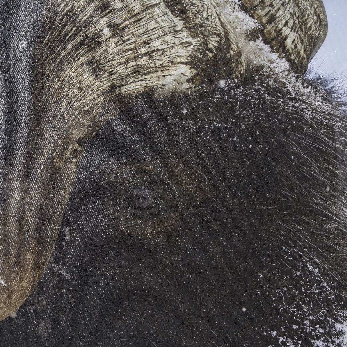 Muskox by Gary Blatter a Hand Embellished Textured Framed Photo Art Print Matted under Glass from Mercana - Luna Furniture
