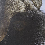 Muskox by Gary Blatter a Hand Embellished Textured Framed Photo Art Print Matted under Glass from Mercana - Luna Furniture