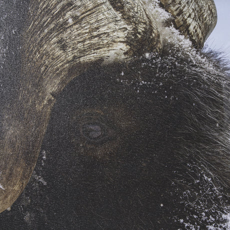 Muskox by Gary Blatter a Hand Embellished Textured Framed Photo Art Print Matted under Glass from Mercana - Luna Furniture