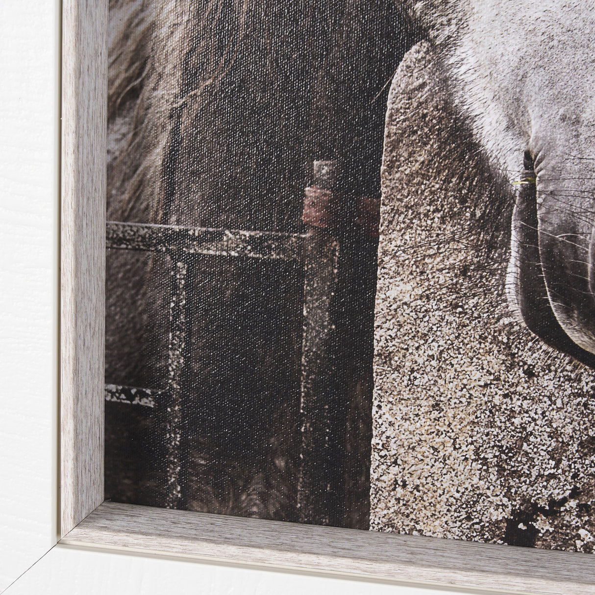 Just Let Me Scratch by Arabella Studios a Hand Embellished Textured Framed Photo Art Print from Mercana - Luna Furniture