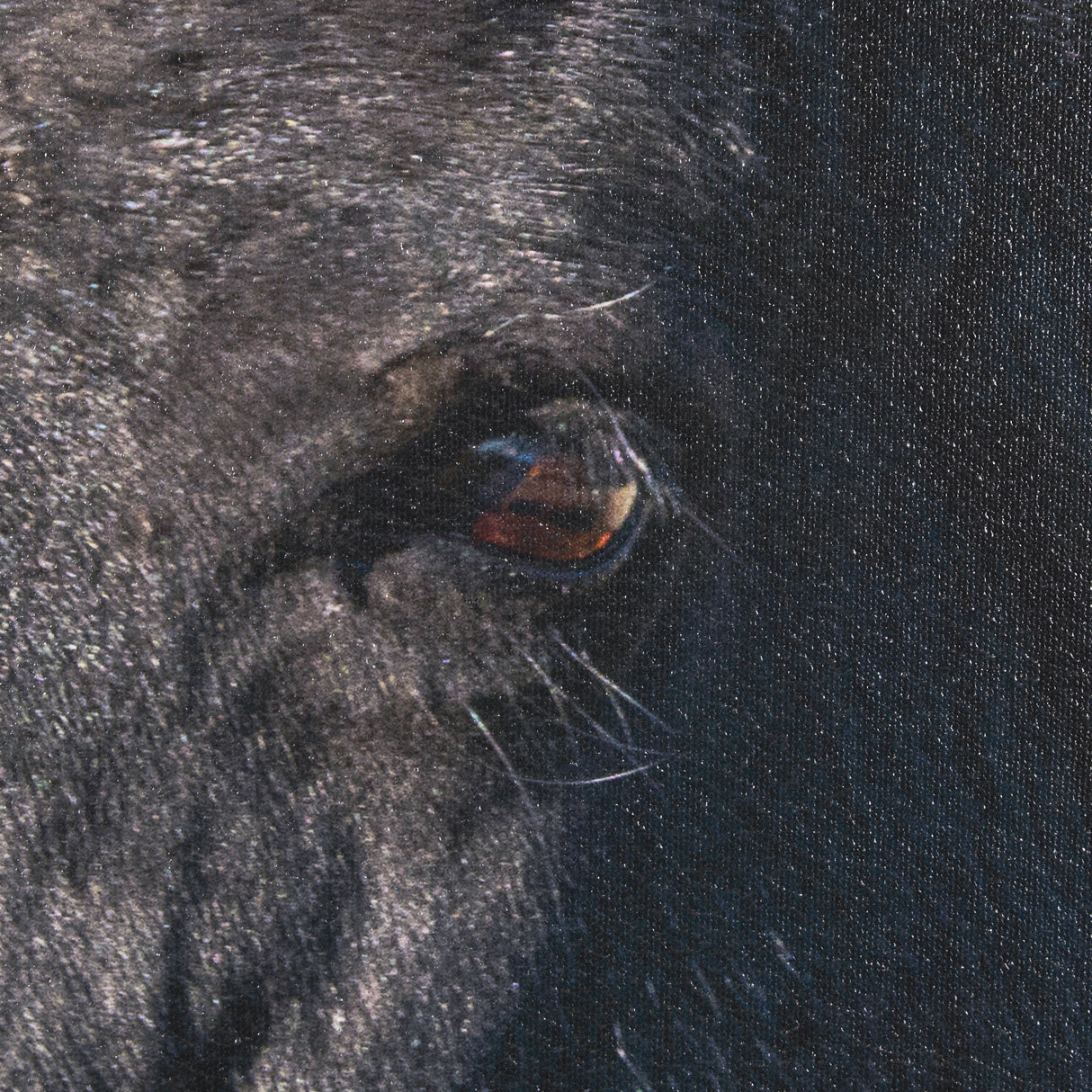 Wild Horses by Gary Blatter a Hand Embellished Textured Framed Photo Art Print from Mercana - Luna Furniture