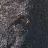 Wild Horses by Gary Blatter a Hand Embellished Textured Framed Photo Art Print from Mercana - Luna Furniture