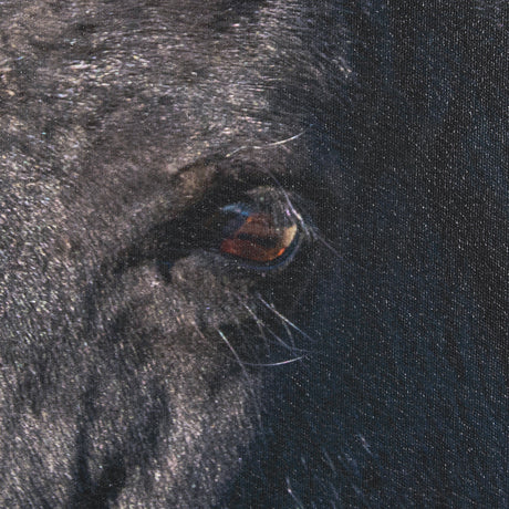Wild Horses by Gary Blatter a Hand Embellished Textured Framed Photo Art Print from Mercana - Luna Furniture