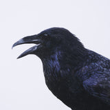 Raven Beauty by Gary Blatter a Hand Embellished Textured Framed Photo Art Print Matted under Glass from Mercana - Luna Furniture