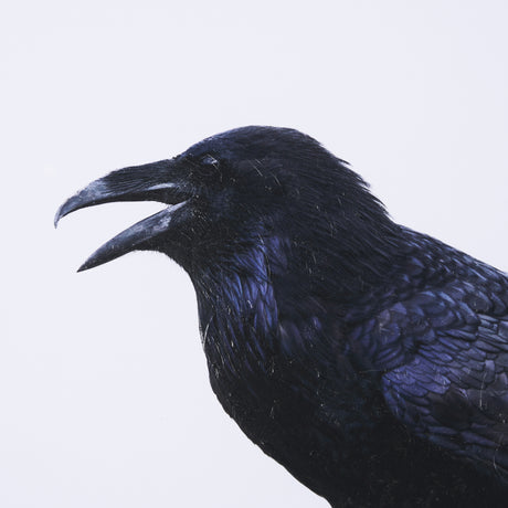 Raven Beauty by Gary Blatter a Hand Embellished Textured Framed Photo Art Print Matted under Glass from Mercana - Luna Furniture