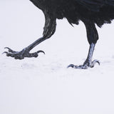 Raven Beauty by Gary Blatter a Hand Embellished Textured Framed Photo Art Print Matted under Glass from Mercana - Luna Furniture