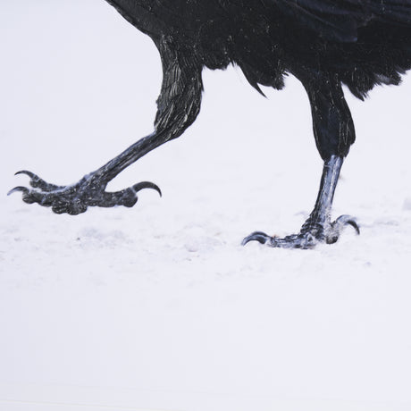 Raven Beauty by Gary Blatter a Hand Embellished Textured Framed Photo Art Print Matted under Glass from Mercana - Luna Furniture