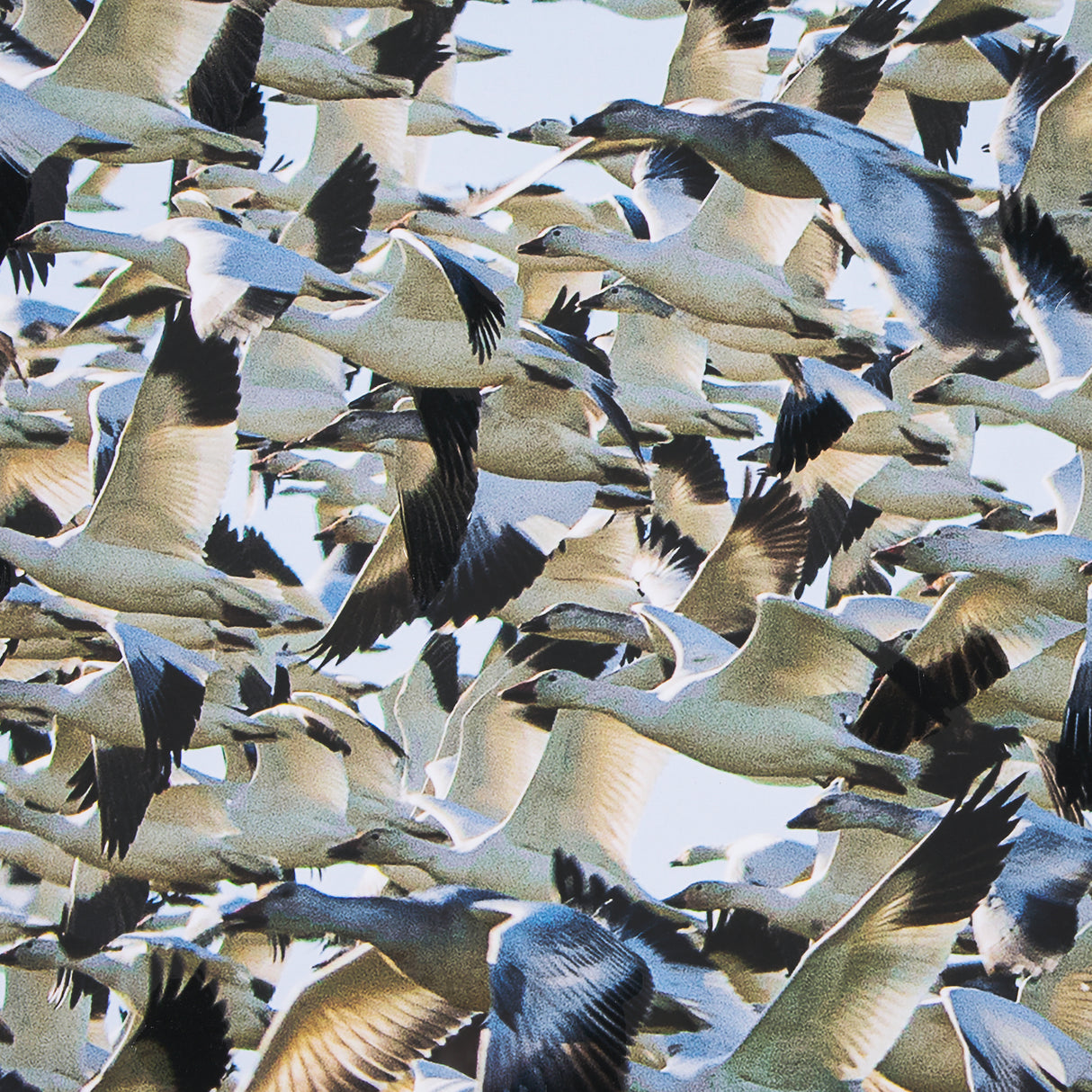Snowgoose Migration 1 by Gary Blatter Hand Embellished Textured Framed Art Print Matted under Glass from Mercana - Luna Furniture