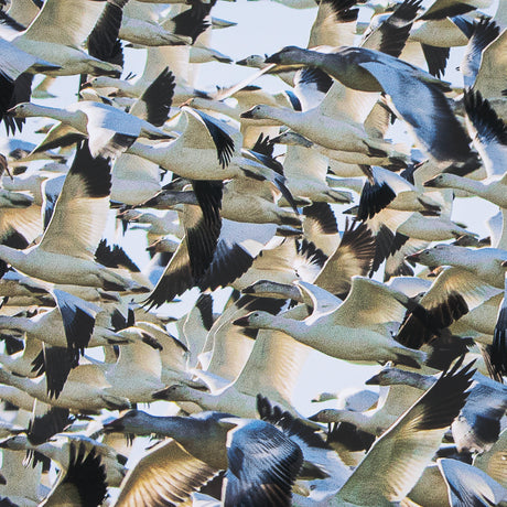 Snowgoose Migration 1 by Gary Blatter Hand Embellished Textured Framed Art Print Matted under Glass from Mercana - Luna Furniture