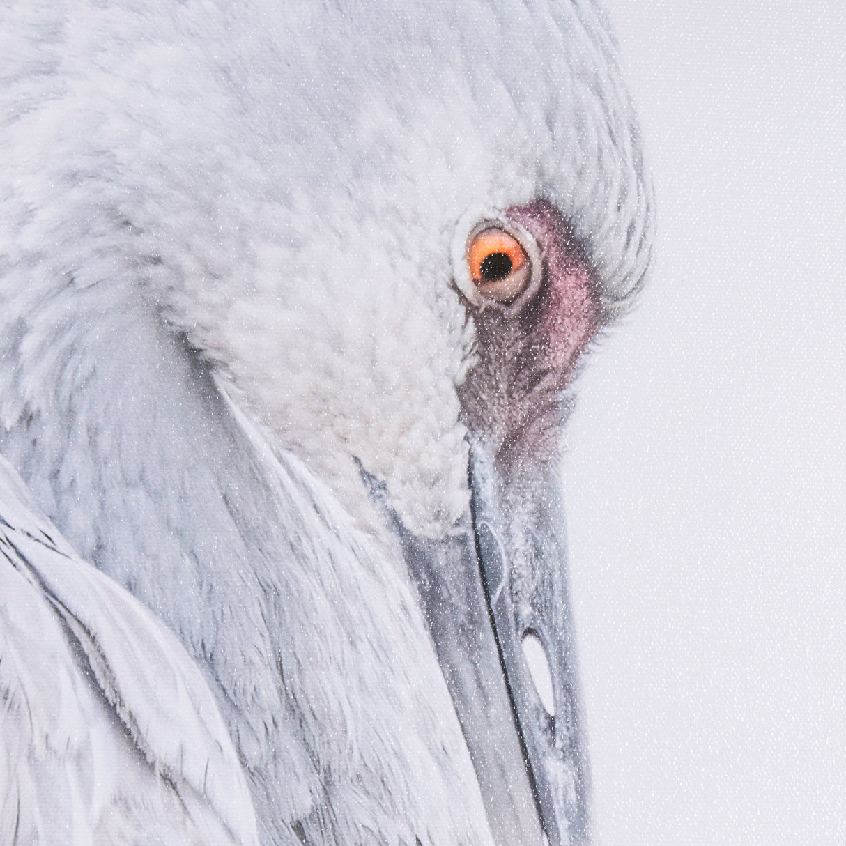 Sandhill Crane II by Chad Mckay a Hand Embelished Textured Framed Photo Art Print from Mercana - Luna Furniture