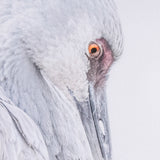 Sandhill Crane II by Chad Mckay a Hand Embelished Textured Framed Photo Art Print from Mercana - Luna Furniture
