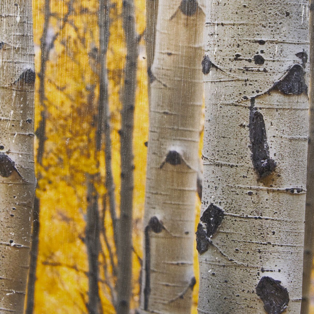 Aspen Trees 3 by Jamie Cook a Hand Embelished Textured Framed Photo Art Print Matted under Glass from Mercana - Luna Furniture