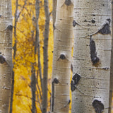 Aspen Trees 3 by Jamie Cook a Hand Embelished Textured Framed Photo Art Print Matted under Glass from Mercana - Luna Furniture