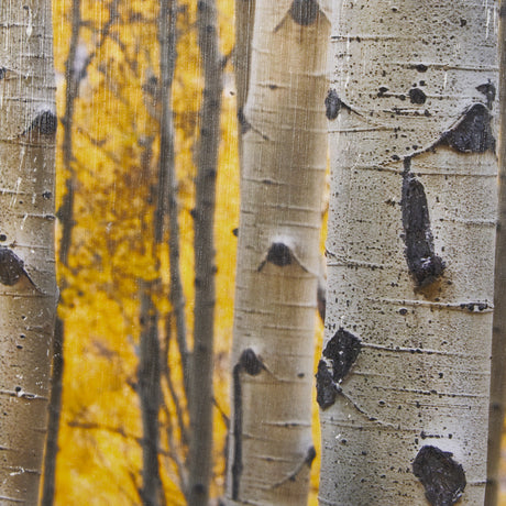 Aspen Trees 3 by Jamie Cook a Hand Embelished Textured Framed Photo Art Print Matted under Glass from Mercana - Luna Furniture