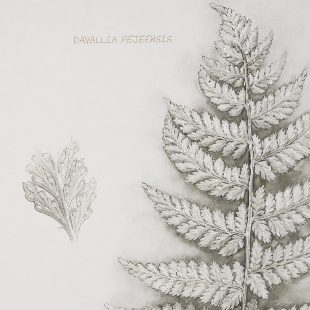 Fern Study II by Mercana Studio Hand Embelished Framed Art Print Matted under Glass from Mercana - Luna Furniture