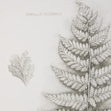 Fern Study II by Mercana Studio Hand Embelished Framed Art Print Matted under Glass from Mercana - Luna Furniture