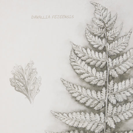 Fern Study II by Mercana Studio Hand Embelished Framed Art Print Matted under Glass from Mercana - Luna Furniture