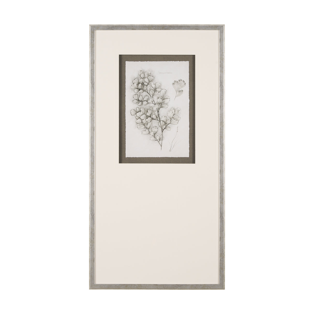 Fern Study IV (Capillus Veneris) Mercana Studio Hand Embelished Framed Art Print Matted under Glass from Mercana - Luna Furniture