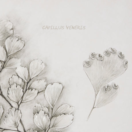 Fern Study IV (Capillus Veneris) Mercana Studio Hand Embelished Framed Art Print Matted under Glass from Mercana - Luna Furniture