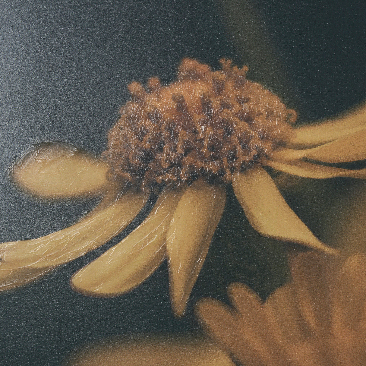 Wild Blooms I by Nathan Larson a Hand Embellished Framed Photo Art Print Matted under Glass from Mercana - Luna Furniture