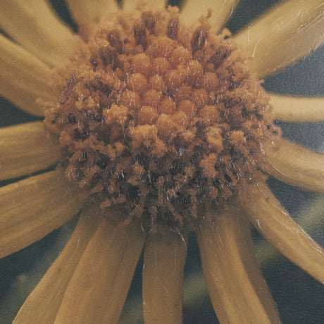 Wild Blooms II by Nathan Larson a Hand Embellished Framed Photo Art Print Matted under Glass from Mercana - Luna Furniture