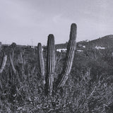 On The Ranch Cactus I by Norm Stelfox Hand Embelished Textured Framed Photo Art Print Matted under G from Mercana - Luna Furniture