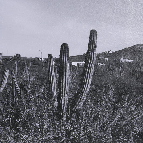 On The Ranch Cactus I by Norm Stelfox Hand Embelished Textured Framed Photo Art Print Matted under G from Mercana - Luna Furniture