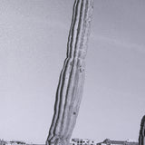 On The Ranch Cactus I by Norm Stelfox Hand Embelished Textured Framed Photo Art Print Matted under G from Mercana - Luna Furniture