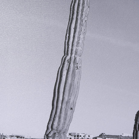 On The Ranch Cactus I by Norm Stelfox Hand Embelished Textured Framed Photo Art Print Matted under G from Mercana - Luna Furniture