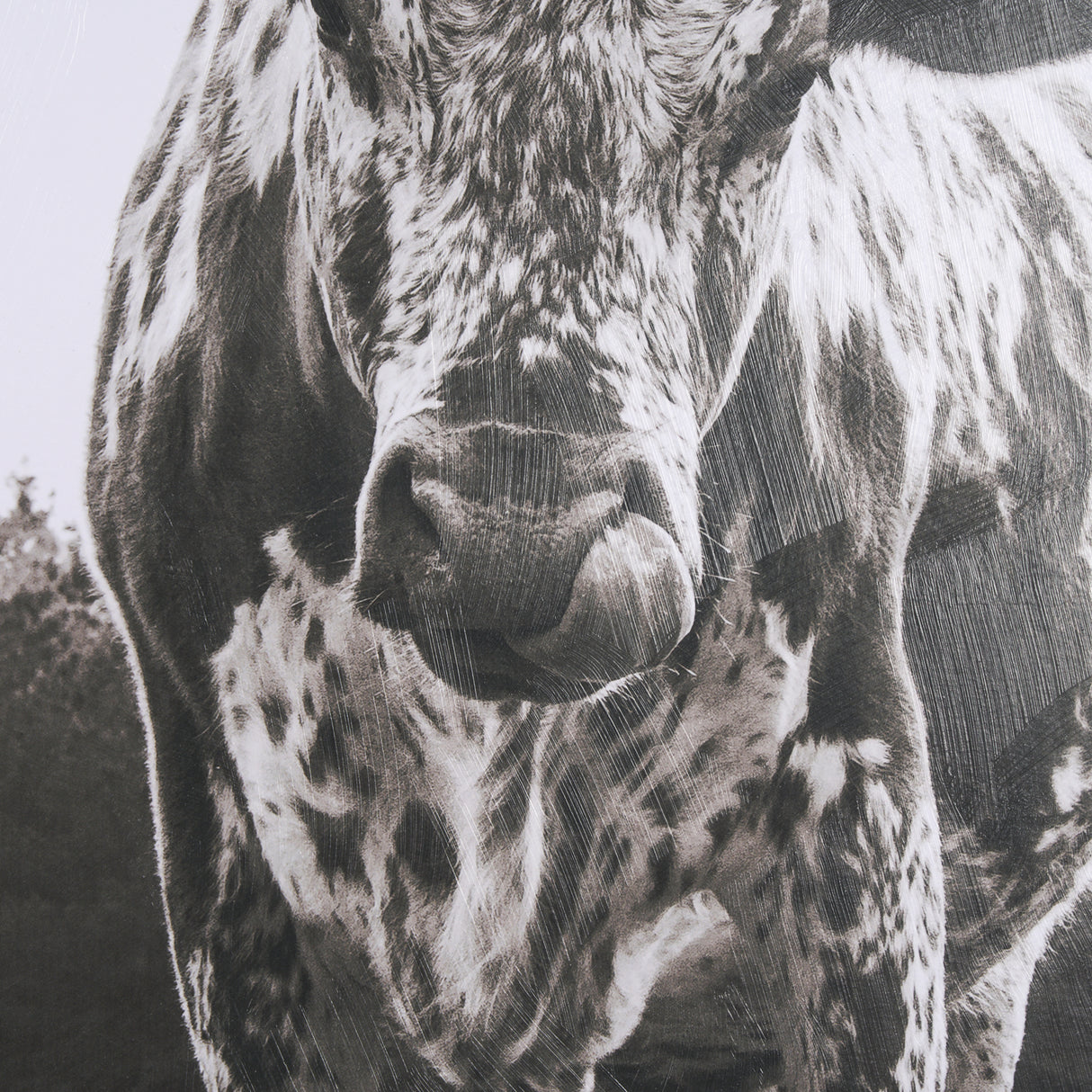 Longhorn Last Call BW by Nathan Larson Hand Embelished Textured Framed Photo Art Print Matted under from Mercana - Luna Furniture
