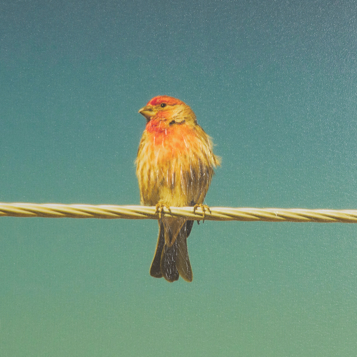 Wired Finch by Nathan Larson a Hand Embellished Framed Photo Art Print Matted under Glass from Mercana - Luna Furniture