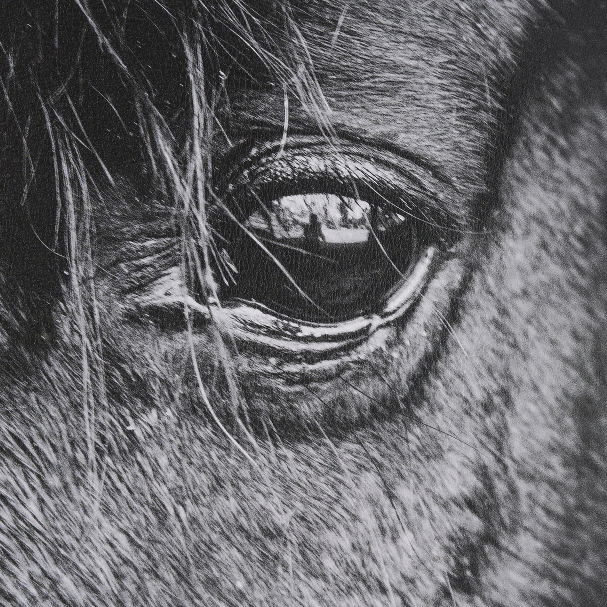 Mustang by Nathan Larson a Hand Embellished Framed Photo Art Print Matted under Glass from Mercana - Luna Furniture