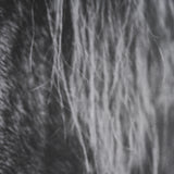 Mustang by Nathan Larson a Hand Embellished Framed Photo Art Print Matted under Glass from Mercana - Luna Furniture