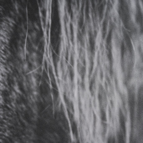 Mustang by Nathan Larson a Hand Embellished Framed Photo Art Print Matted under Glass from Mercana - Luna Furniture