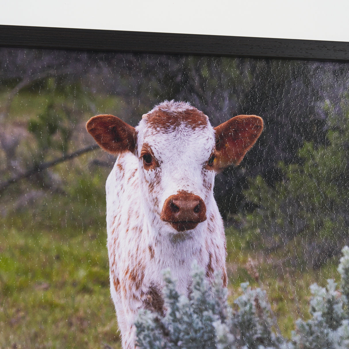 Longhorn 7 by Gary Blatter a Hand Embellished Framed Photo Art Print Matted under Glass from Mercana - Luna Furniture