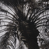 Palm Tree Sepia I by Debra Van Swearingen a Hand Embellished Framed Photo Art Print Matted under Gla from Mercana - Luna Furniture